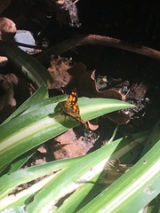 Metisella metis metis