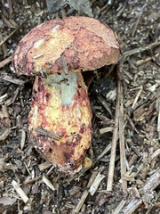 Boletus billieae