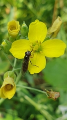 Platycheirus albimanus