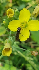 Platycheirus albimanus