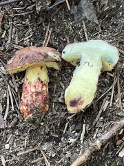 Boletus billieae