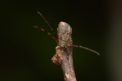 Pistius