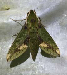 Xylophanes chiron nechus