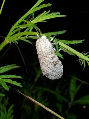 Hypercompe scribonia