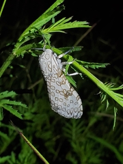 Hypercompe scribonia