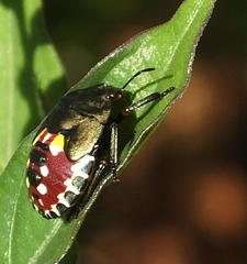 Caura rufiventris