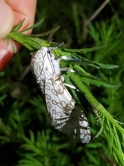 Hypercompe scribonia