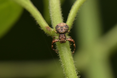 Strigoplus netravati