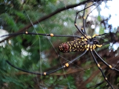 Nephila pilipes