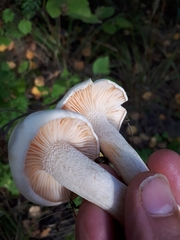 Hygrophorus hedrychii