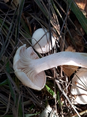 Hygrophorus hedrychii