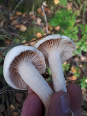 Hygrophorus hedrychii