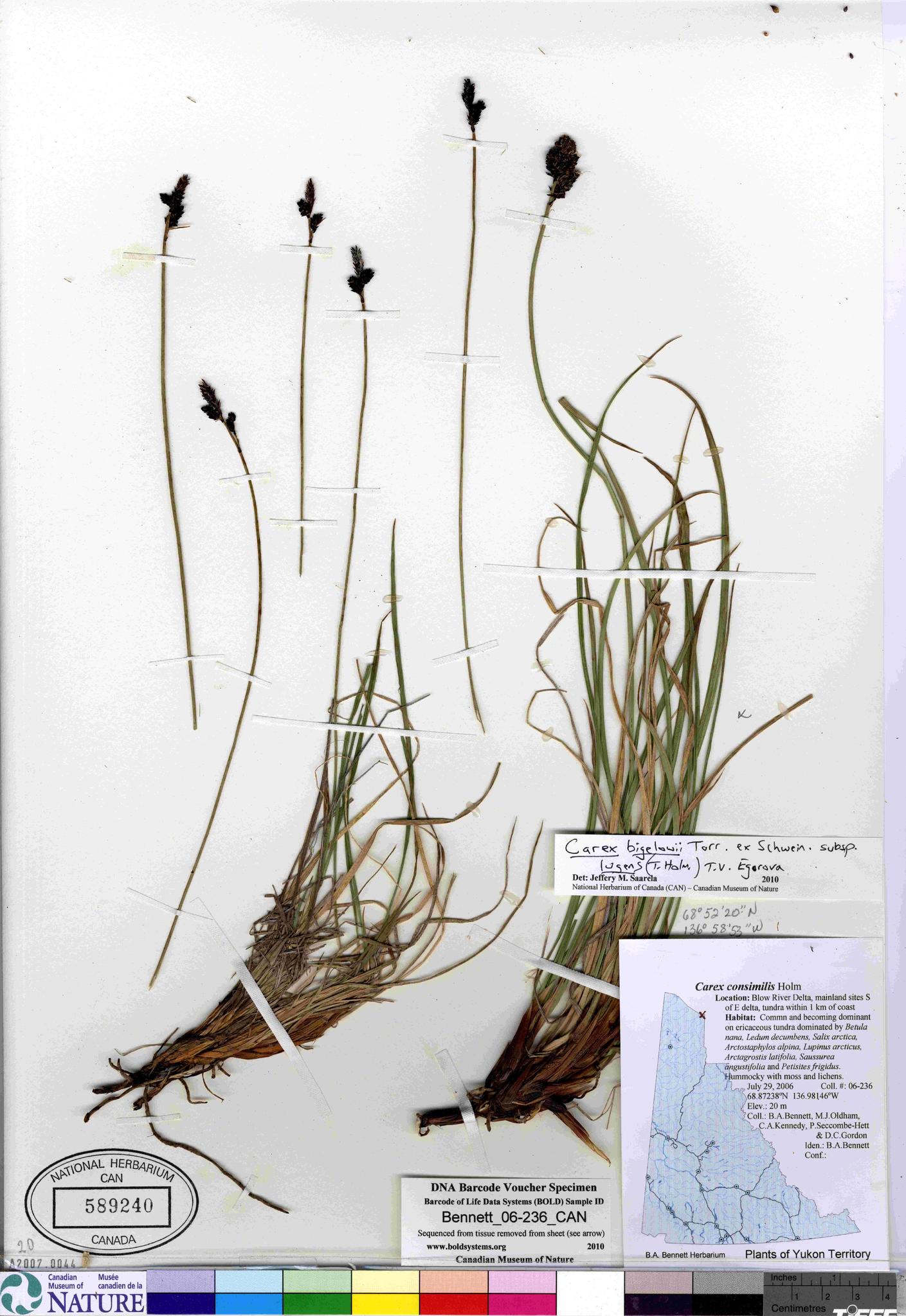 Carex bigelowii ssp. lugens