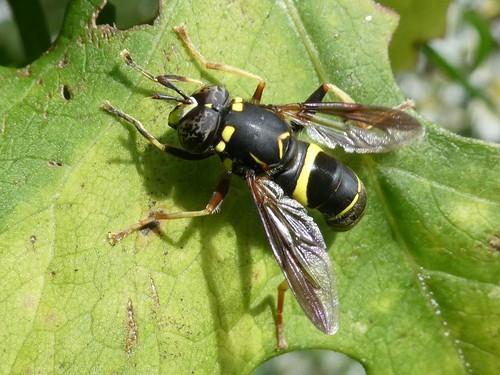 Four-lined Hornet Fly photo 4