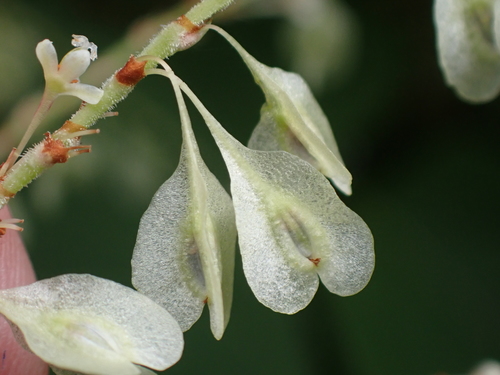 Japoninė reinutrė nuotrauka
