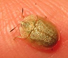 Cassida granulicollis