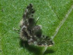 Clytocerus splendidus