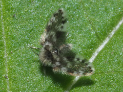 Clytocerus splendidus