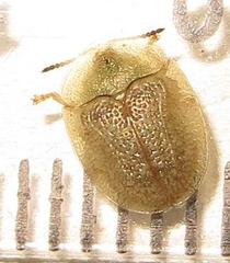 Cassida granulicollis