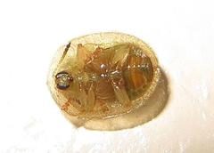 Cassida granulicollis