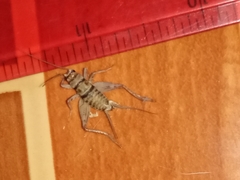 Gryllodes sigillatus