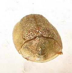 Cassida granulicollis