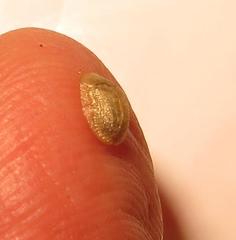 Cassida granulicollis