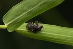 Tagulis mystacinus
