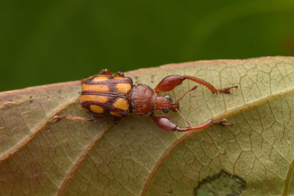 Paramecolabus discolor