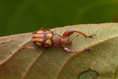 Paramecolabus discolor