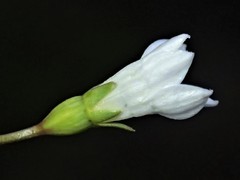 Wahlenbergia gracilenta