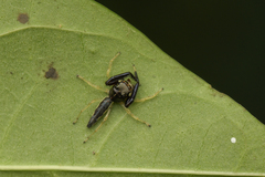 Indopadilla insularis