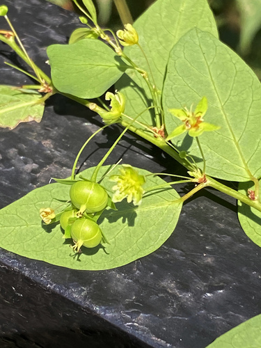 Flueggea suffruticosa iNat (1)