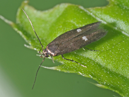 Mompha langiella (Hübner, 1796)