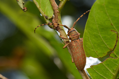 Celosterna scabrator