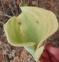 Eriospermum cordiforme