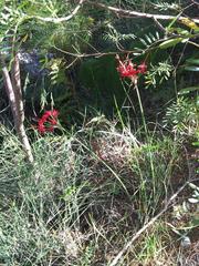Nerine sarniensis