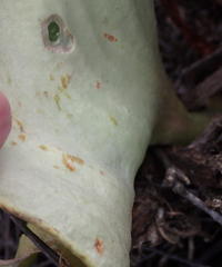 Eriospermum cordiforme