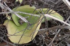 Eriospermum cordiforme