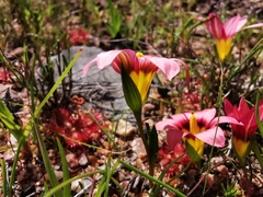 Romulea hirsuta