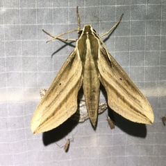 Xylophanes isaon