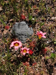Romulea hirsuta
