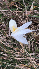 Crocus vallicola