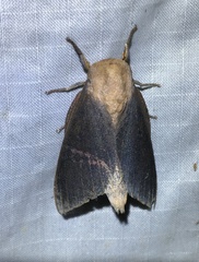 Adeloneivaia subangulata