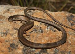 Cape Long-Tailed Seps photo 5
