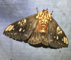 Citheronia brissotii