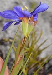 Aristea glauca