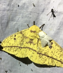 Eacles imperialis magnifica