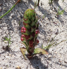 Disa pygmaea