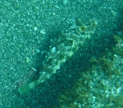 Sphoeroides marmoratus